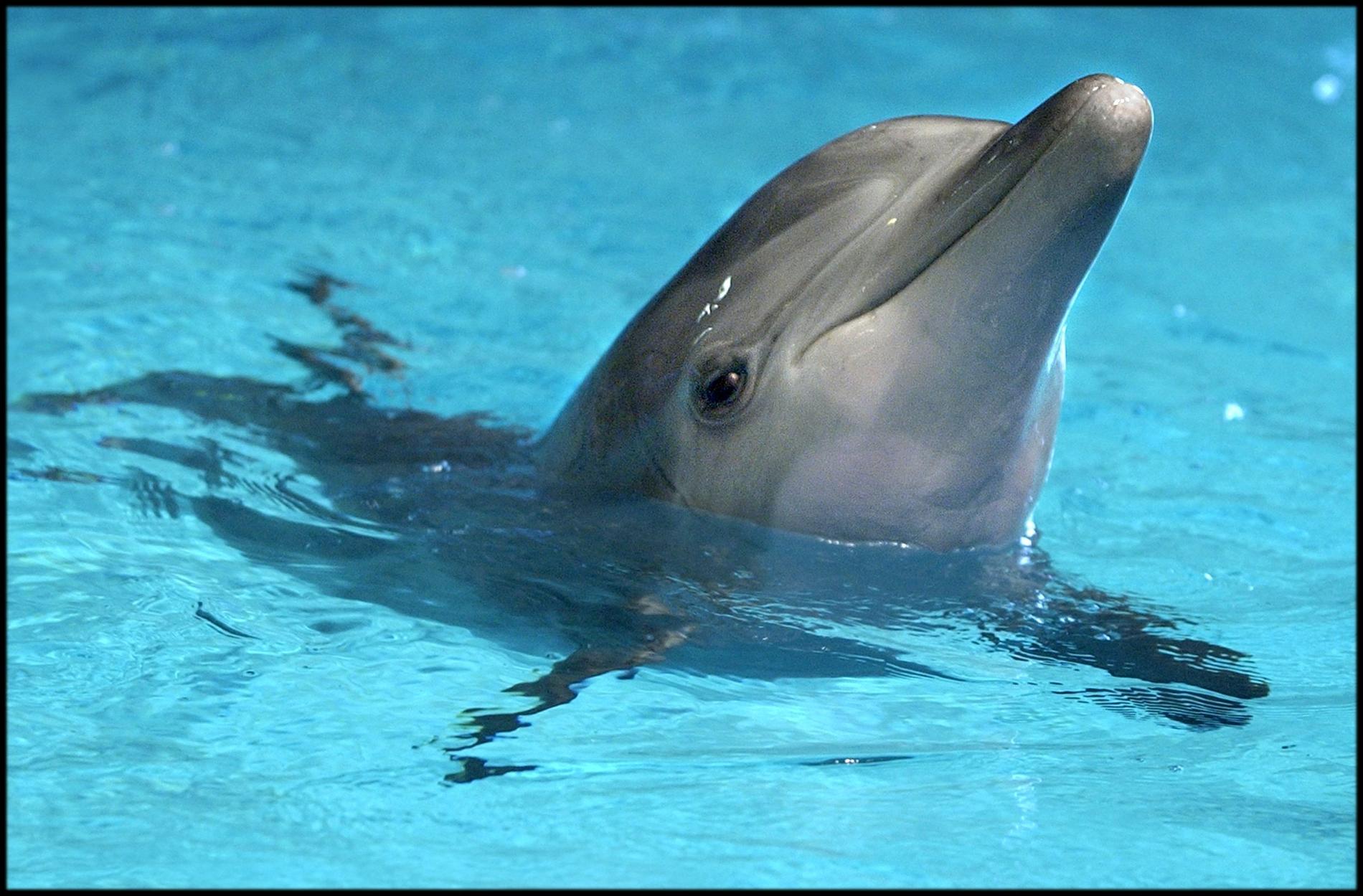 En delfin på Kolmårdens delfinarium. Arkivbild.