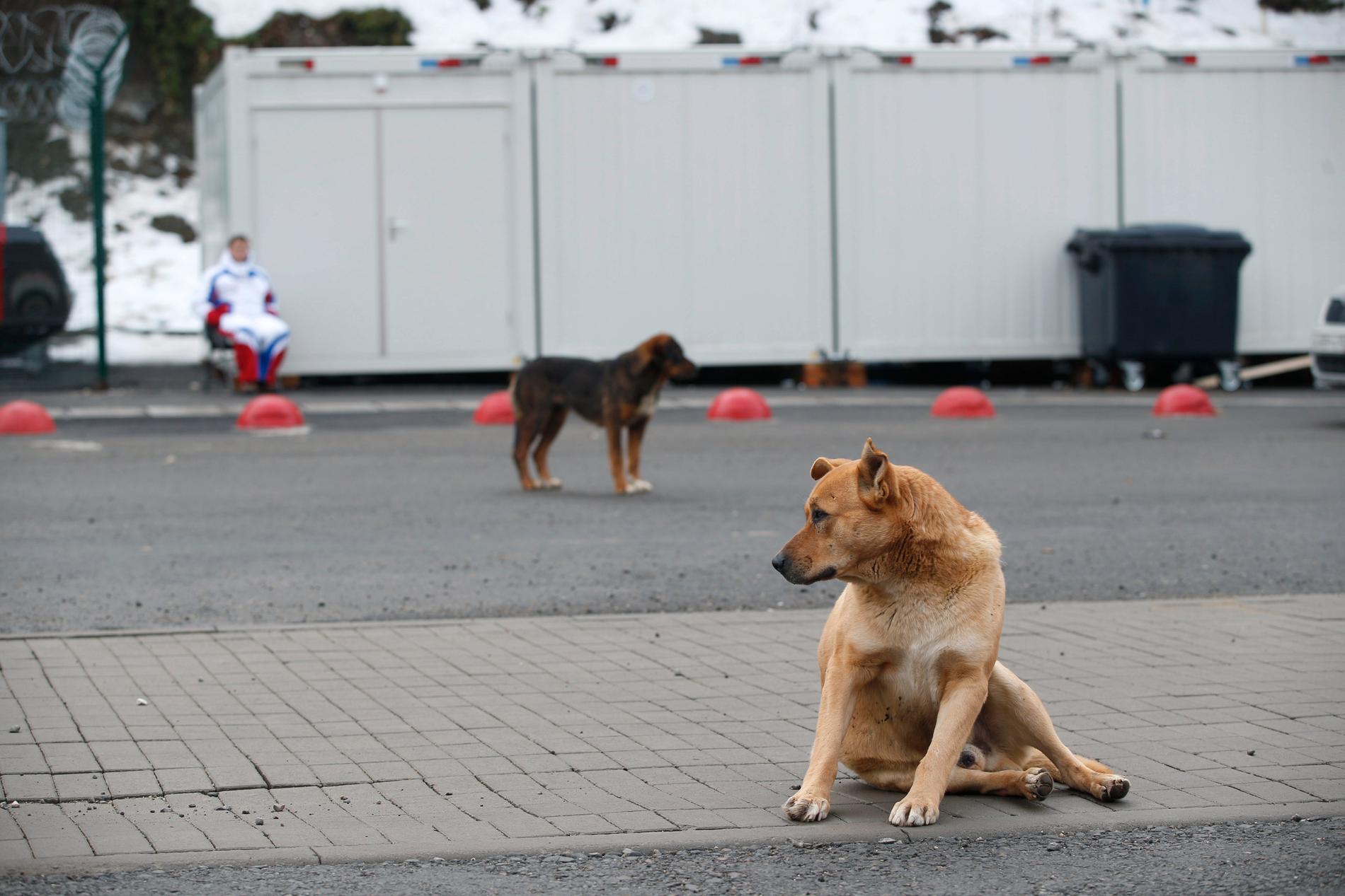 Flera år innan – och under OS i Sotji 2014 – dödades gatuhundar i Ryssland.