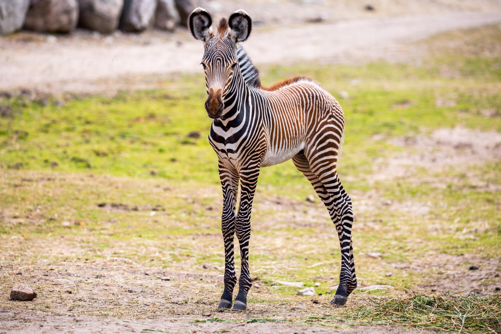 Den unge Lesotho. Kolmårdens zebror är av arten grevyzebror, som är utrotningshotade.
