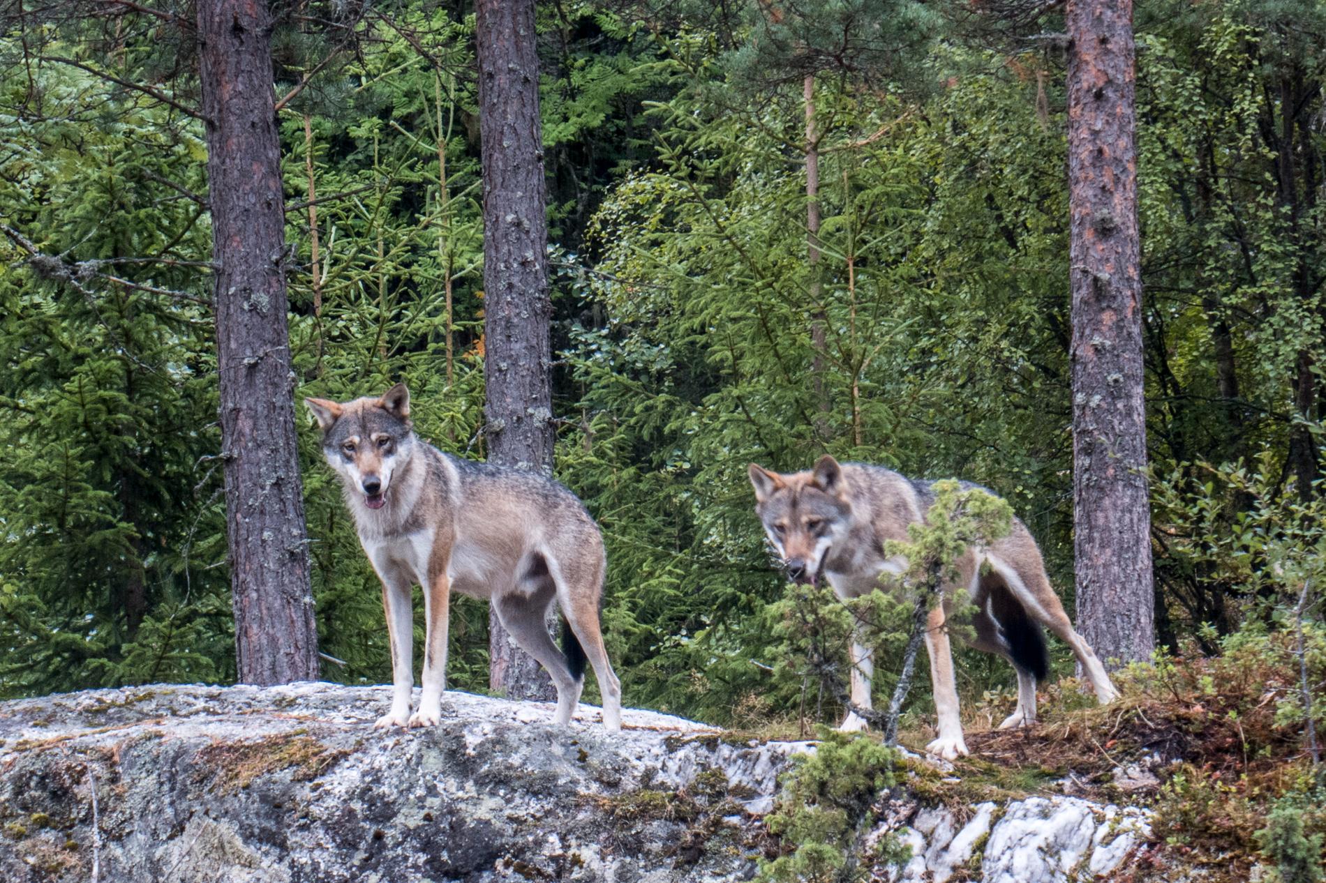 I dag finns det cirka 400 vargar i Sverige. 