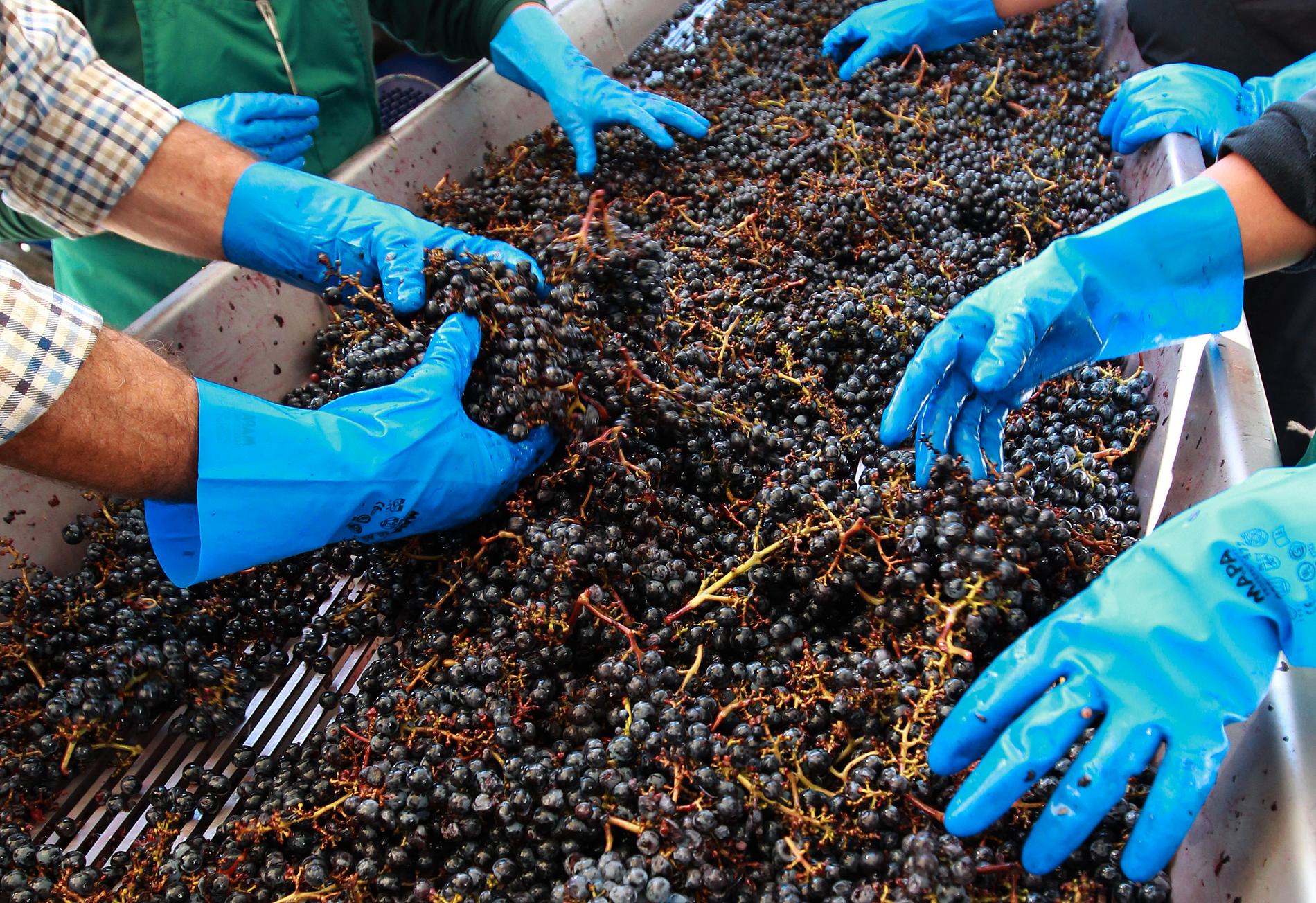 Arbetare sorterar druvor under skörden i Pessac-Leognan i närheten av Bordeaux. Bilden hänger inte ihop med artikeln.