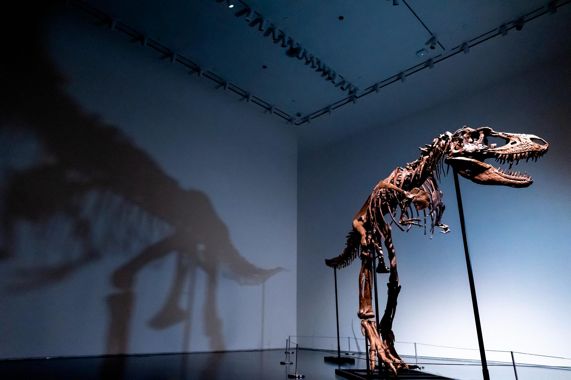 En Gorgosaurus ska auktioneras ut i New York.