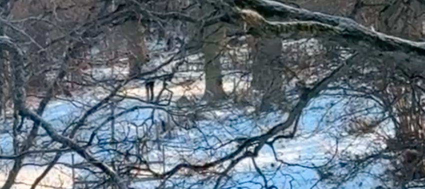 En film från platsen visar flera personer i ett skogsområde i Jönköping. Smällar hörs i bakgrunden.