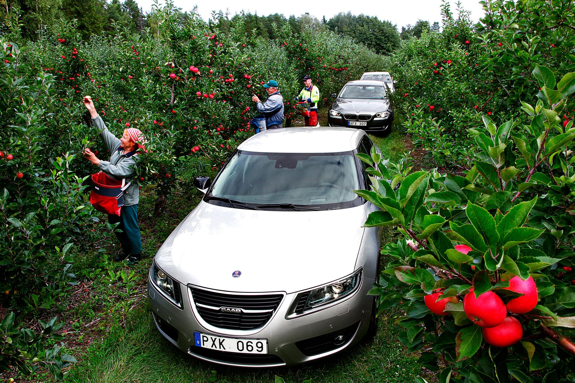 På besök i verkligheten. Kristina Wigren, Alfons Henriksson och Ove Olssonfick besök i äppelträdgården på Isaksö av Saab 9-5 och dess tyska konkurrenter BMW 5-serien och Mercedes E-klass. Men bilfägring i all ära, Jaspi-äpplet lockar mer.