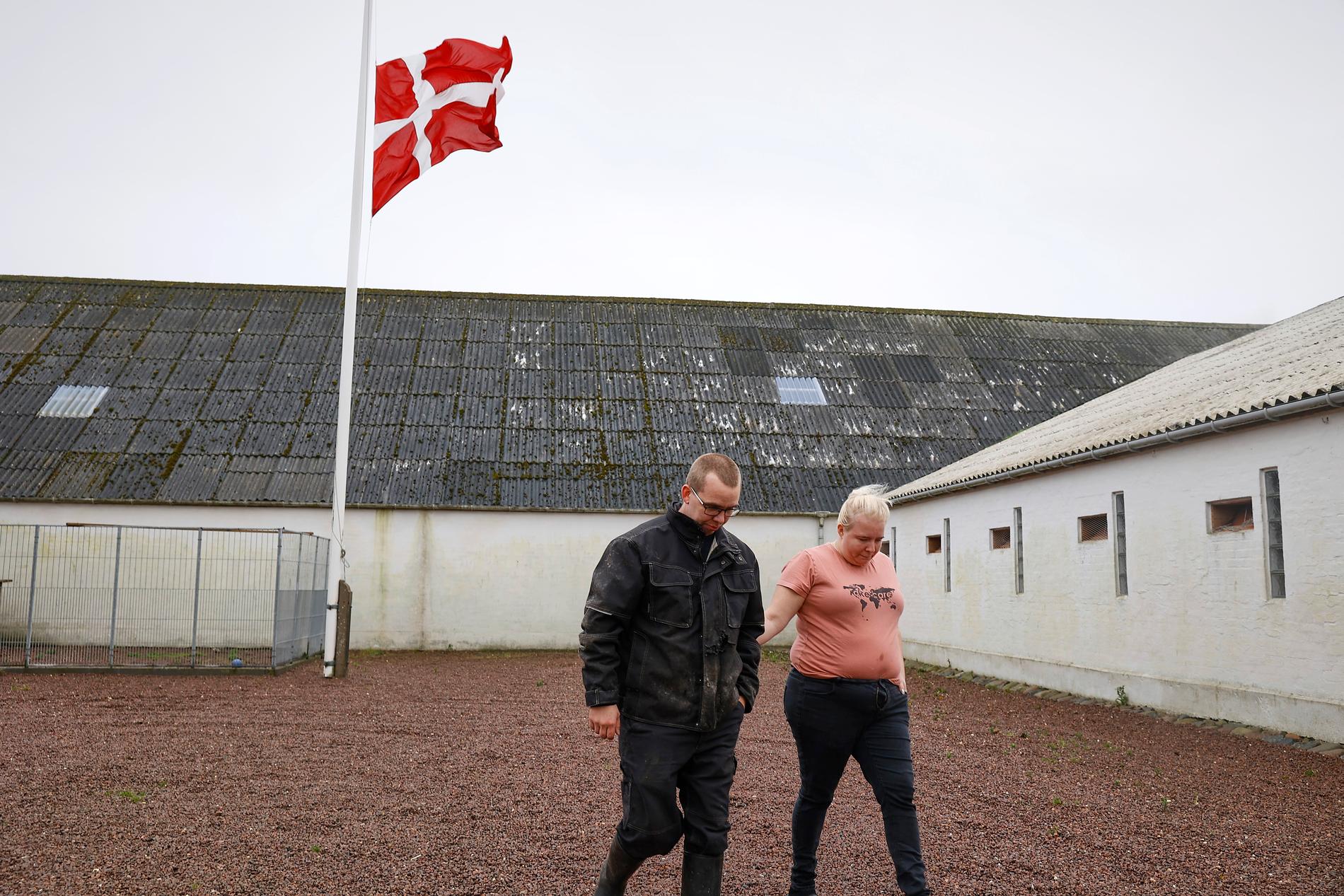 Danska minkuppfödare kompenseras med upp emot 19 miljarder danska kronor. Arkivbild