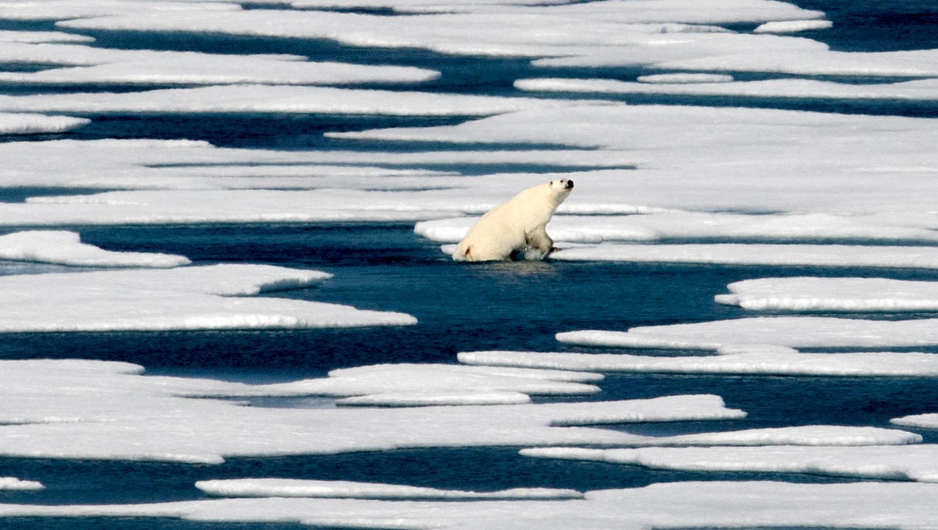 Smältande isar tros vara anledningen till att flera isbjörnar samlats utanför Ryrkajpij. Björnen på bilden kravlar sig upp på ett isblock längre västerut, i den kanadensiska delen av Arktis. Arkivbild.