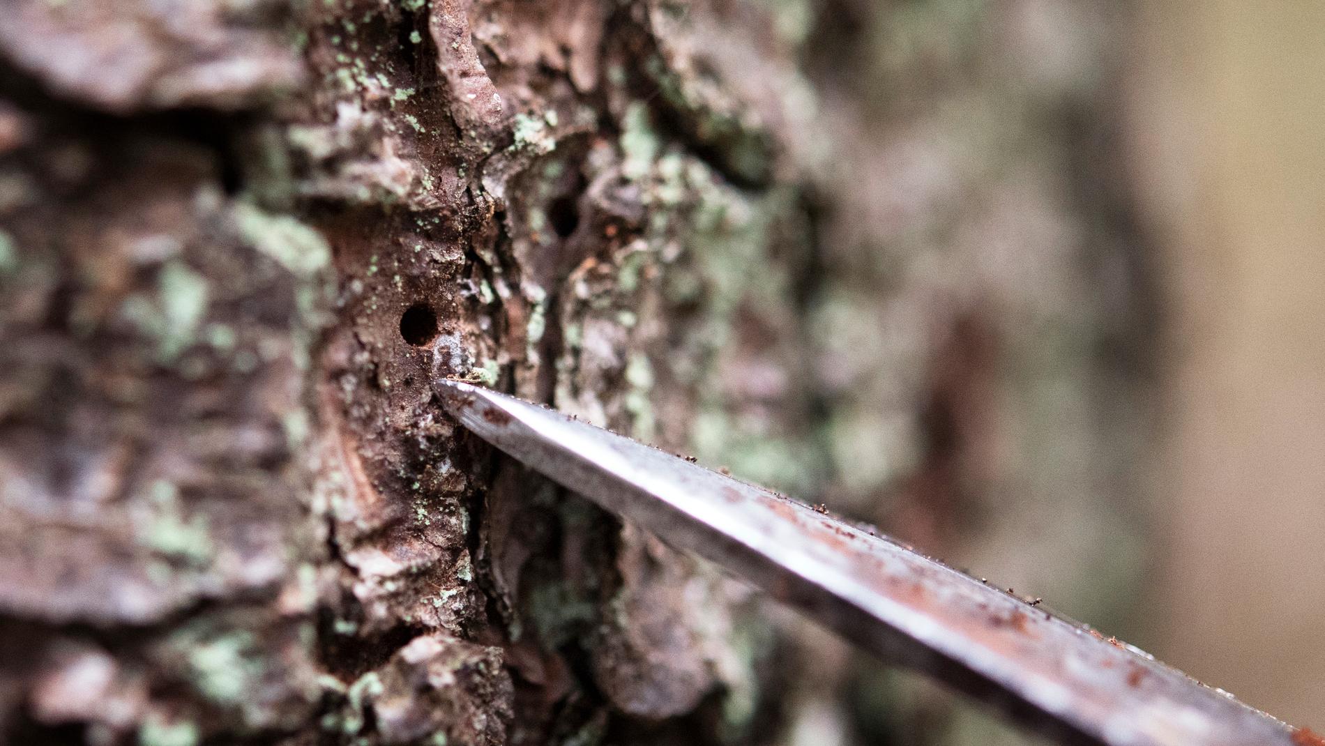 Om man hittar ett hål i barken, kan det avslöja att trädet angripits av granbarkborre. Arkivbild.