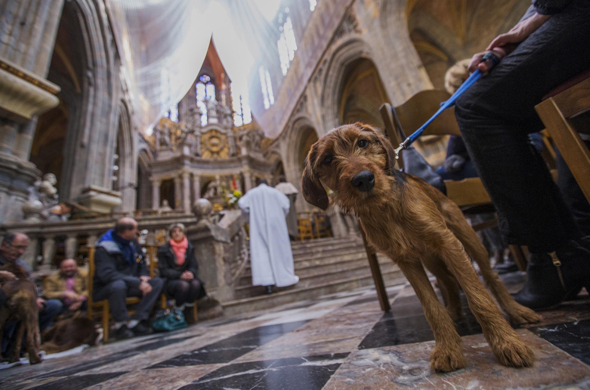 Hundar i kyrkan i Saint-Hubert, Beligien. Hundratals djur välsignades vid firande av St Hubert.