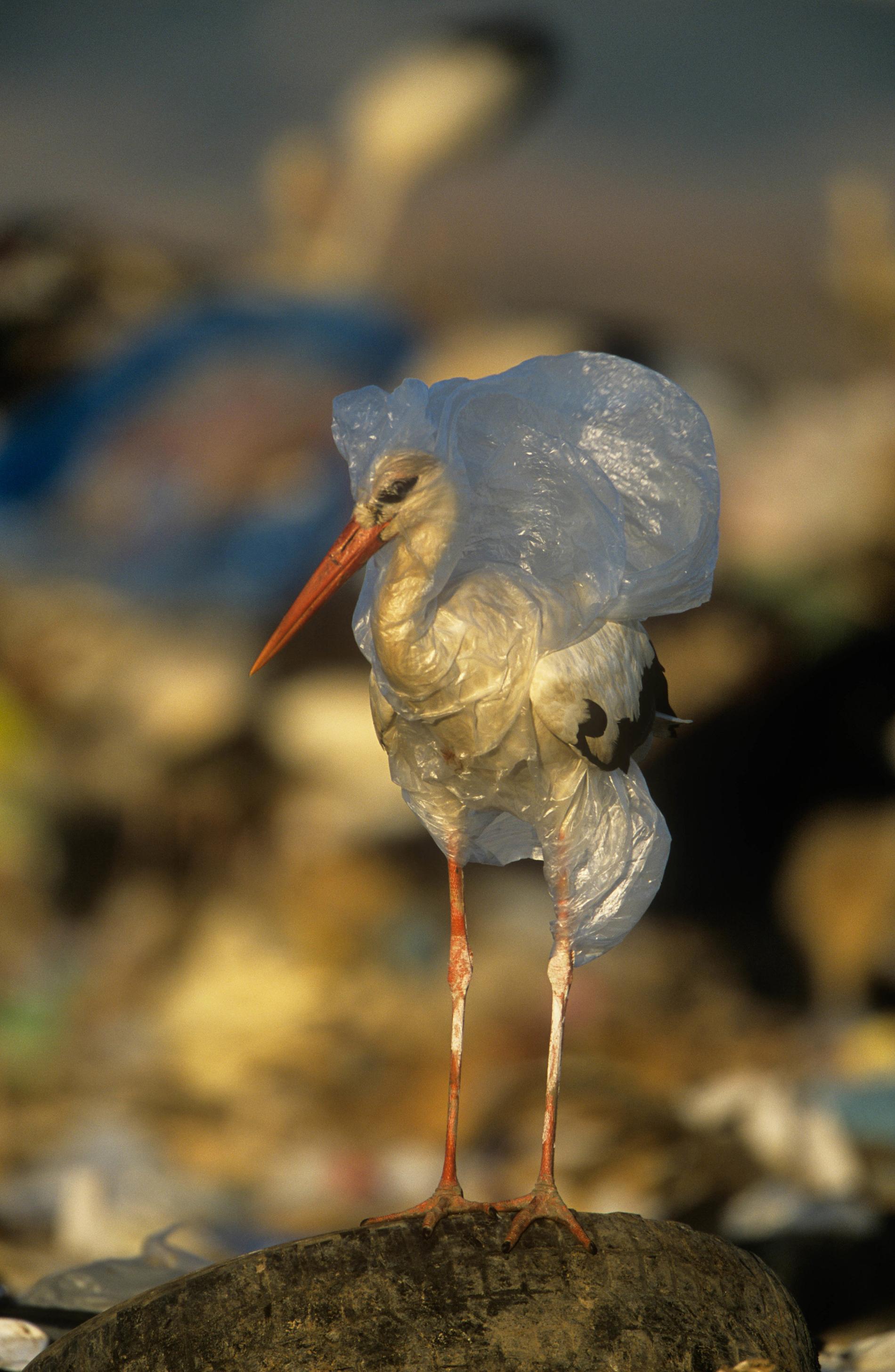 En vit stork som fastnat i en plastpåse på en avskrädesplats i Spanien. Fågeln befriades från plasten av fotografen. Arkivbild.