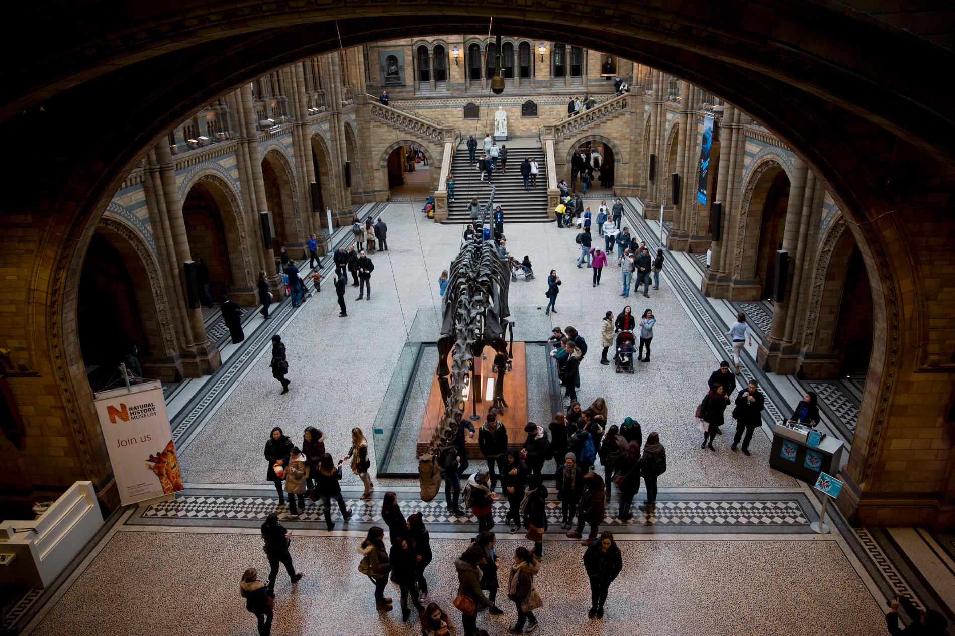 En dinosaurie vid Londons naturhistoriska museum. Arkivbild.