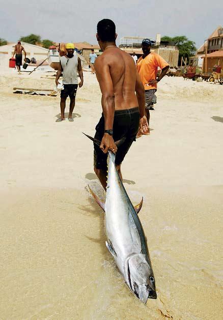 En tonfisk dras upp på stranden för att säljas på marknaden på Sal.