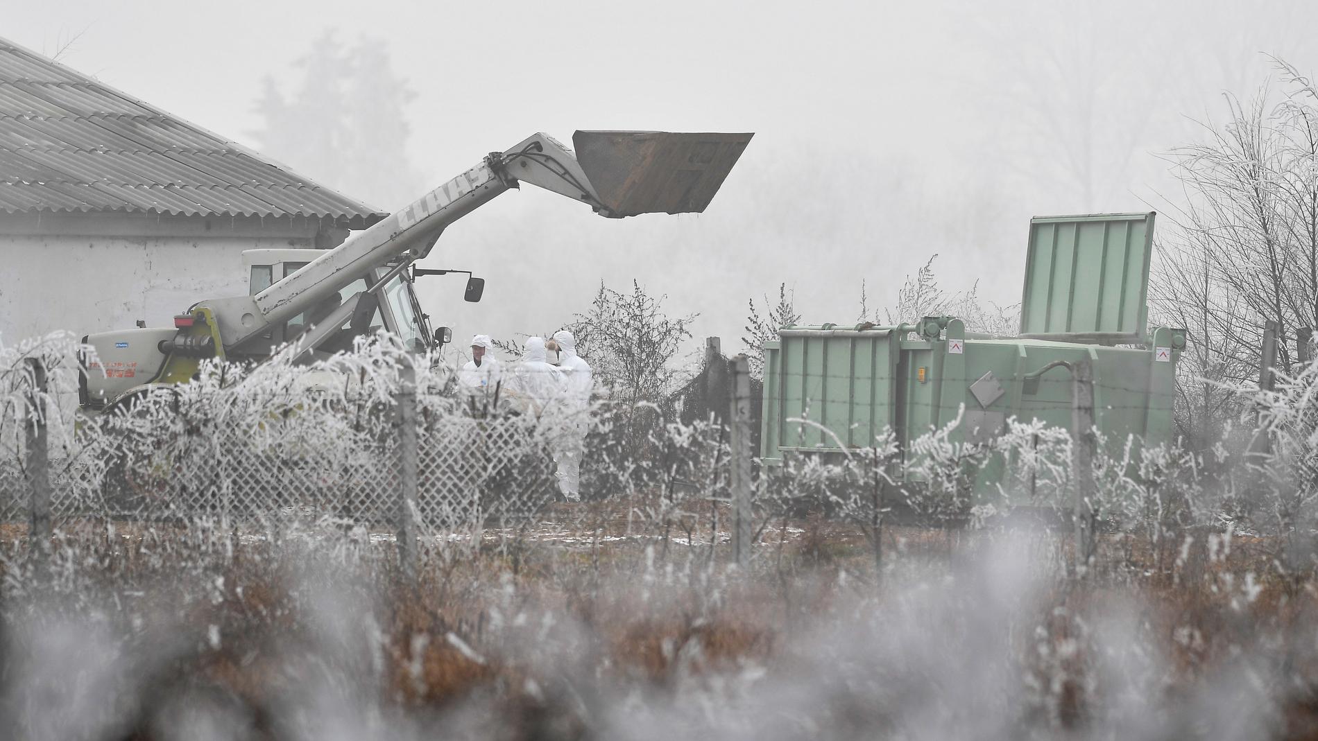 Sanering på en ankfarm i Ungern efter ett av den senaste tidens H5N8-larm. Bild från tidigare i veckan.