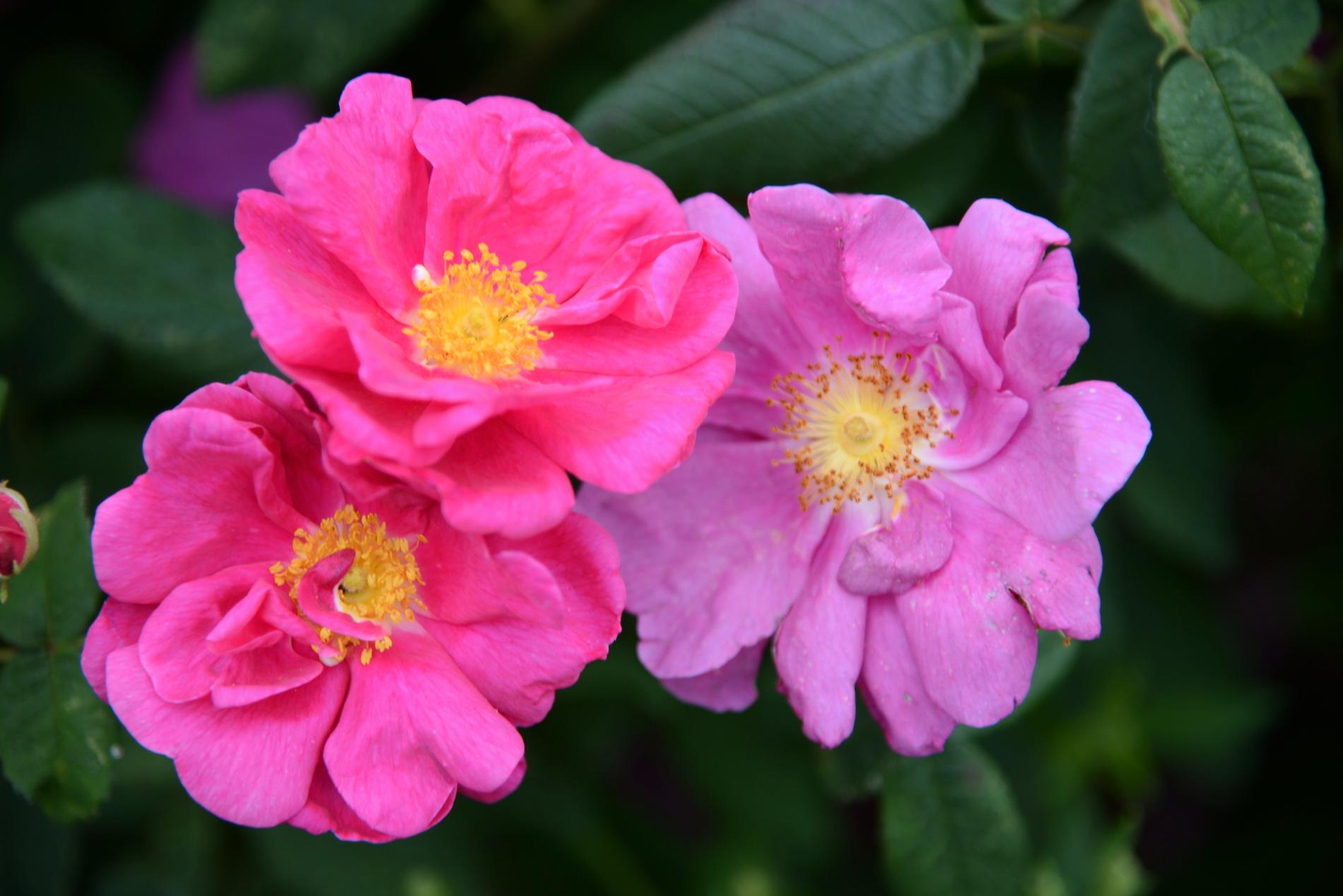 Den gammeldags rosen officinalis, eller apotekarrosen som den också kallas.