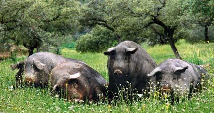 De svarta grisarna som föds upp i skogarna runt Jabugo i Spanien kallas Ibérico.