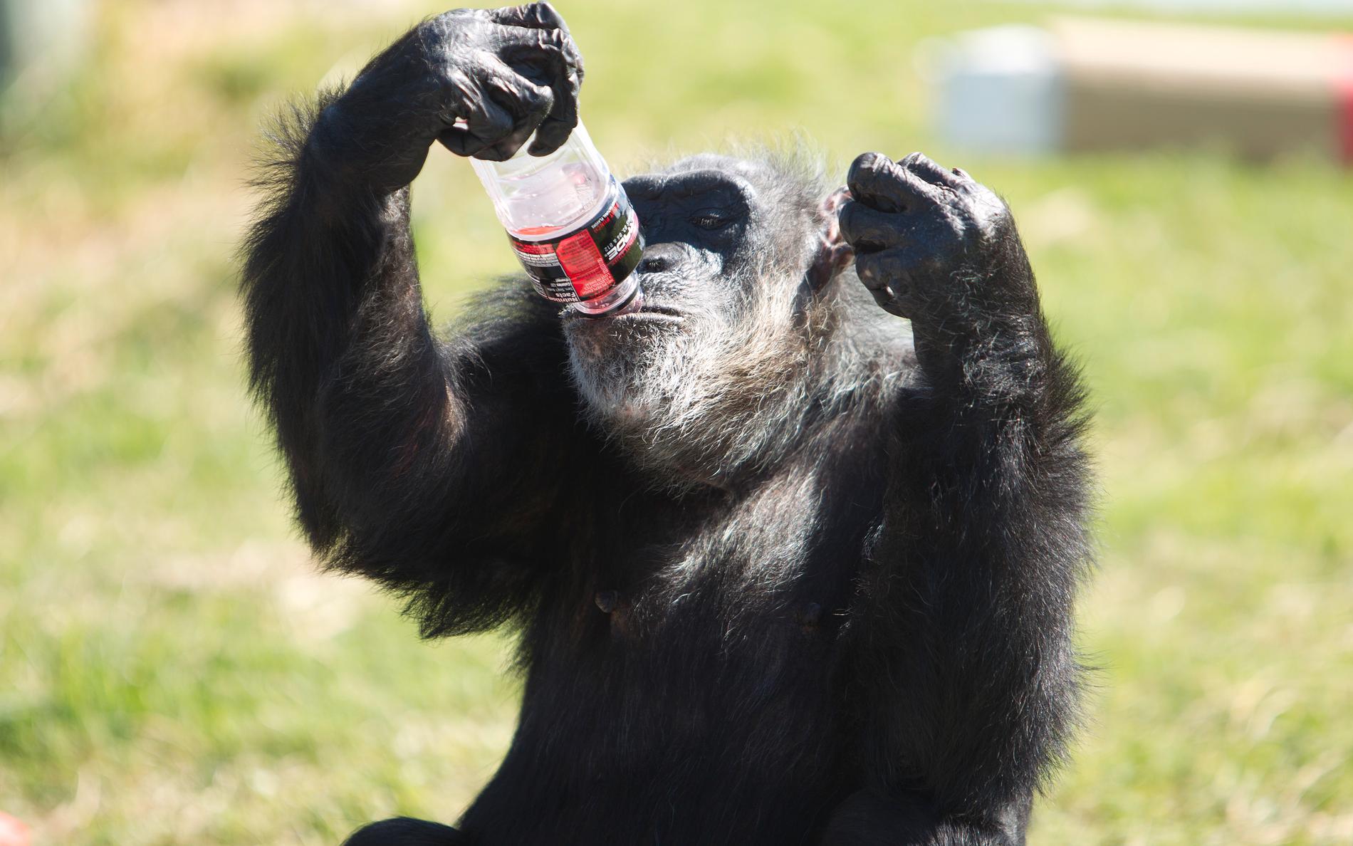 Schimpansen Little Mama har dött, uppger djurparken.
