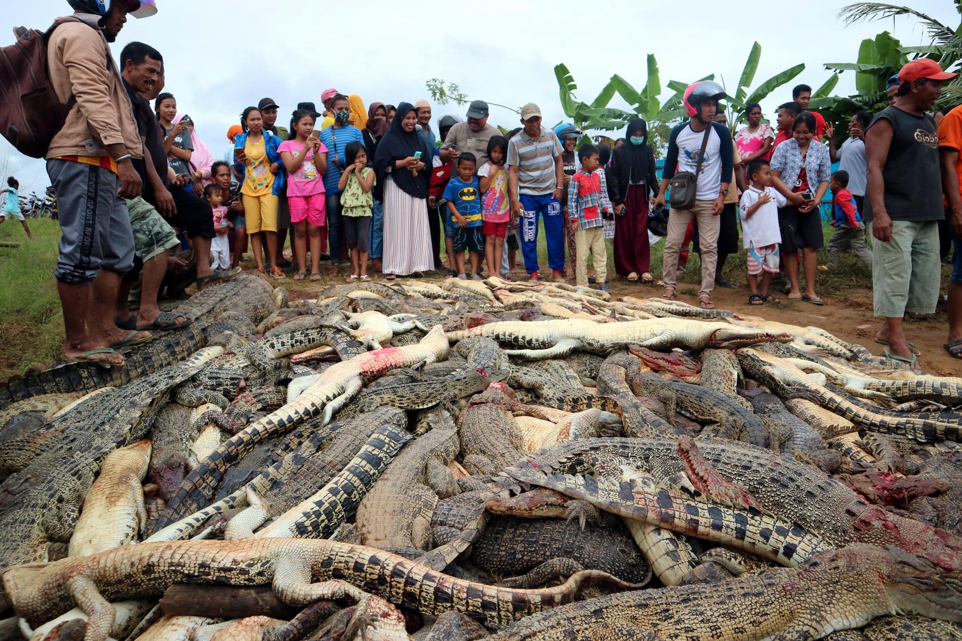 Efteråt tog folkmassan bilder av de dödade krokodilerna.
