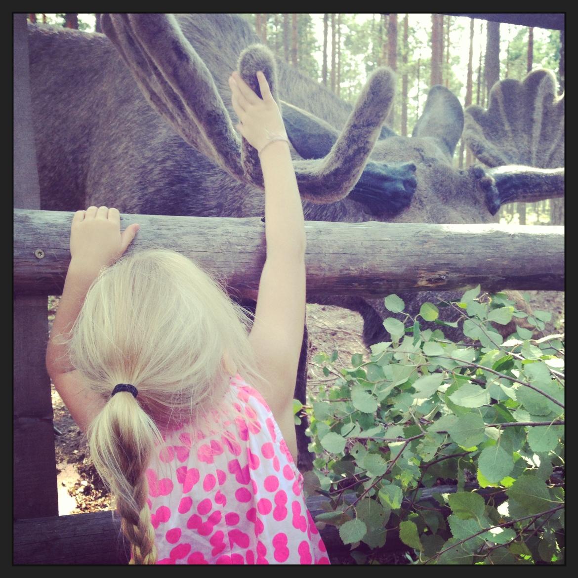 En modig liten tjej som vågade klappa den stora älgen när vi besökte rörbäcksnäs älgsafari.