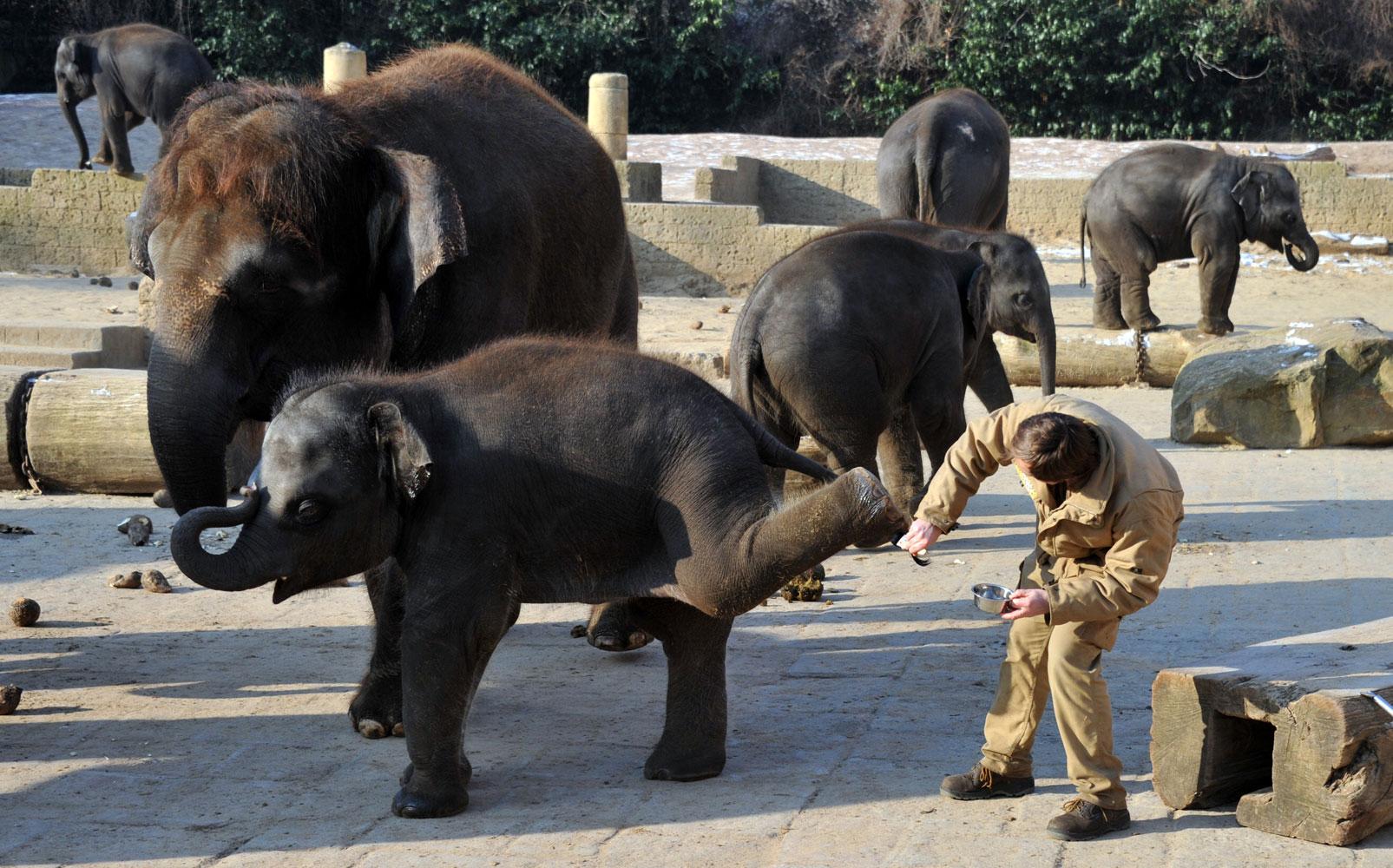Elefanterna får hudvård på Hanovers zoo i Tyskland. Elefanterna har köldkänslig hud.