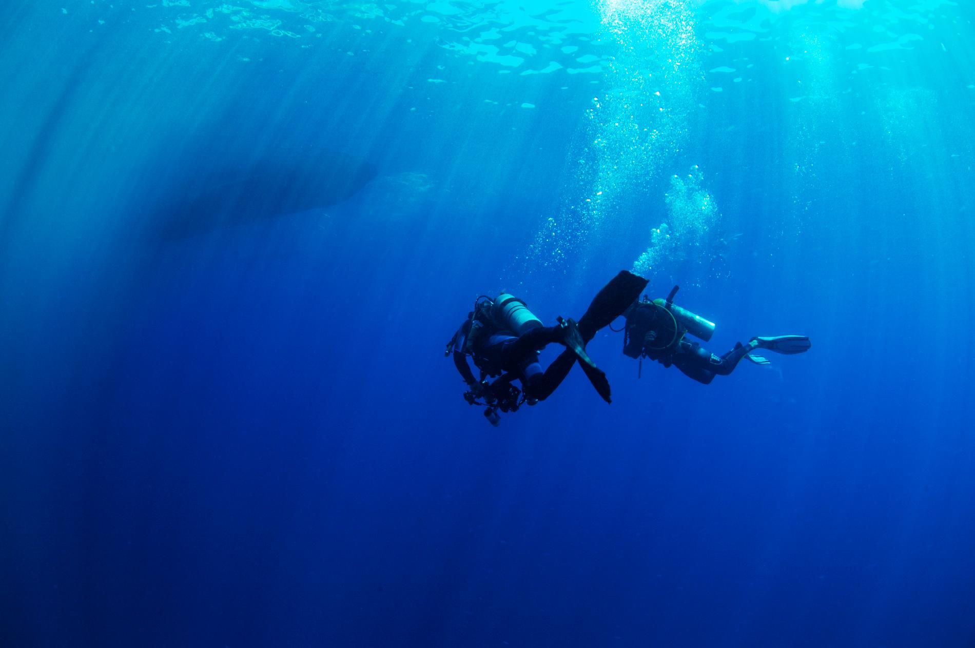 Världens bästa dykning finns i Filippinerna. 