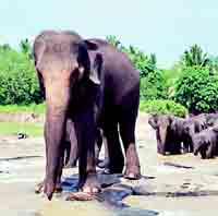 Elefanterna njuter av sitt dagliga bad vid elefantbarnhemmet Pinnewala.