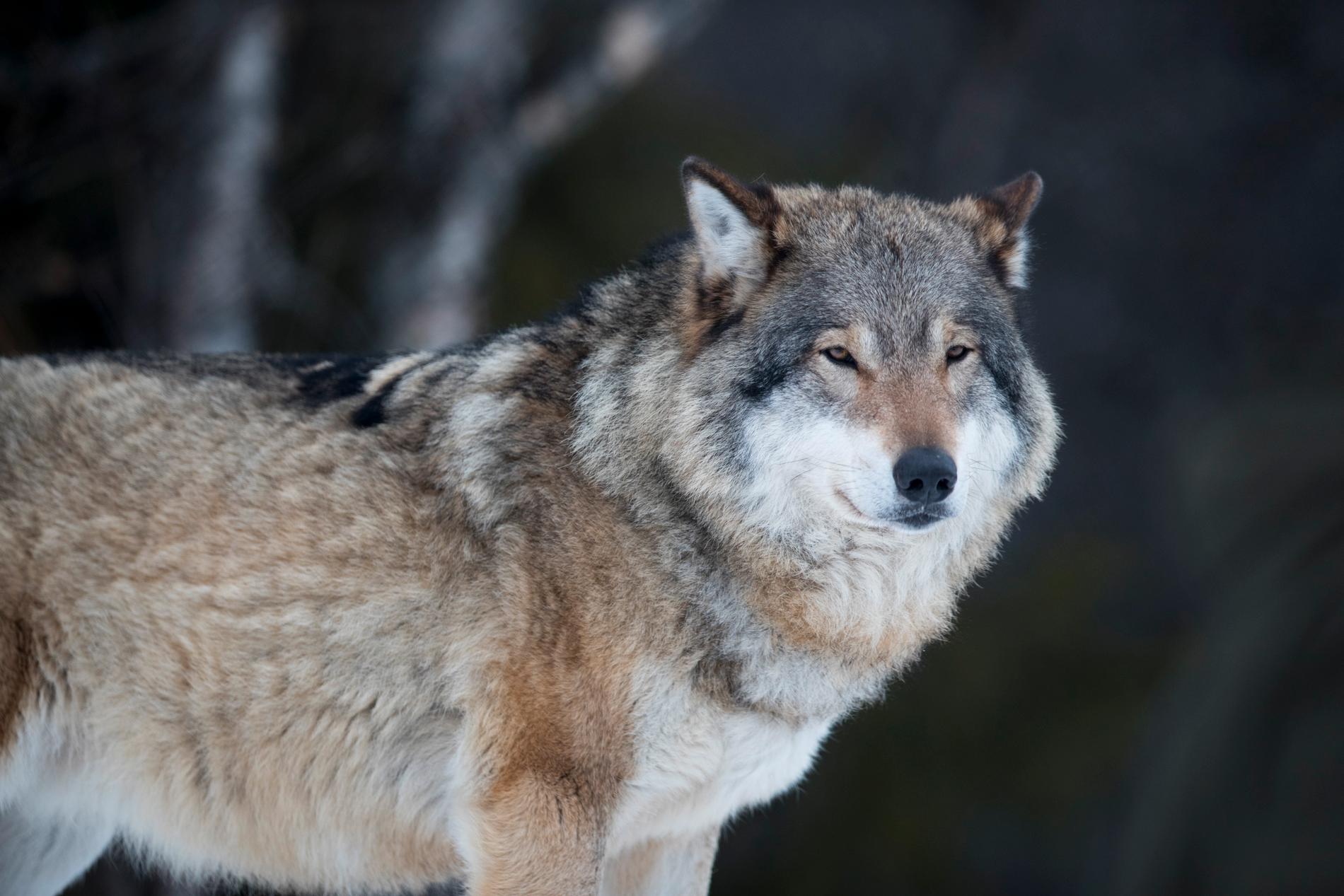 Vargen i de svenska skogarna löper inte bara risk att skjutas av jägare. Det har nu konstaterats att den varg som hittades i november dödats av ett annat djur. Arkivbild.