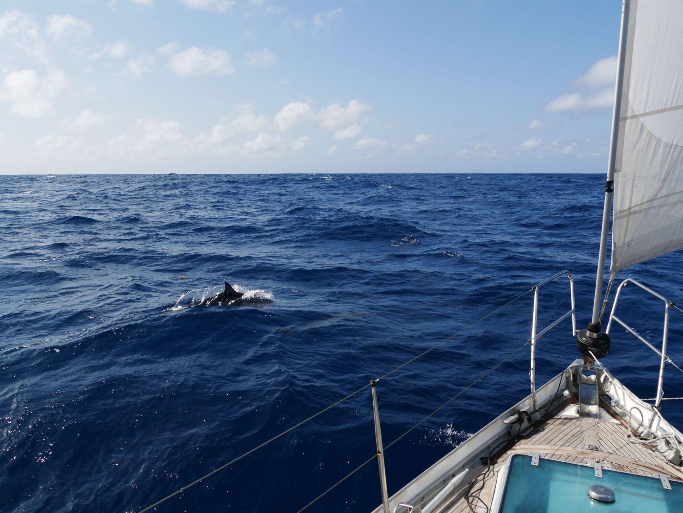 En delfin leker framför båten på Atlanten.