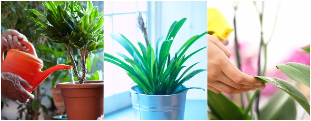 Sex goda råd hur du får krukväxterna att må bra i vinter.
