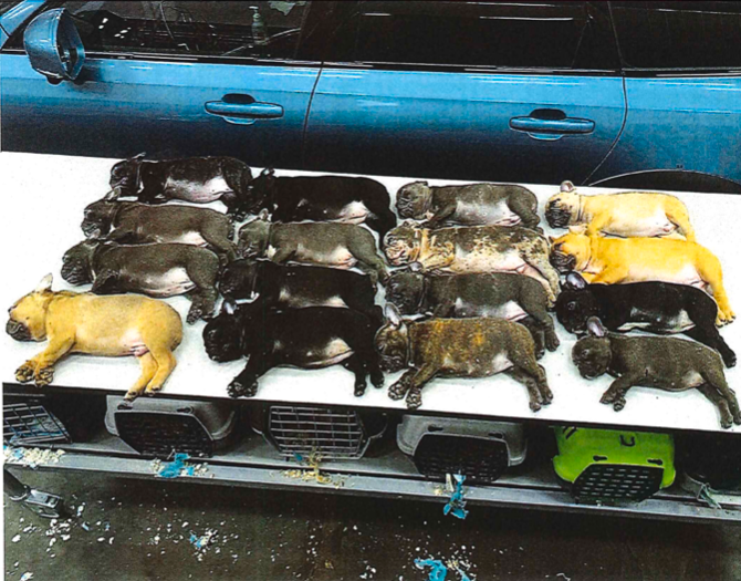 16 valpar, fransk bulldog, fick avlivas sedan smugglingen avlöjats av Tullen i Ystad. Valparna hade förfalskade hundpass och saknade vaccinering mot rabies.
