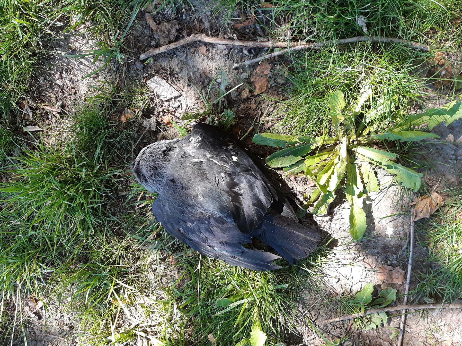 Kajan som viltvårdaren Håkan Bolk hittade vid Kungsängsesplanaden har undersökts. 