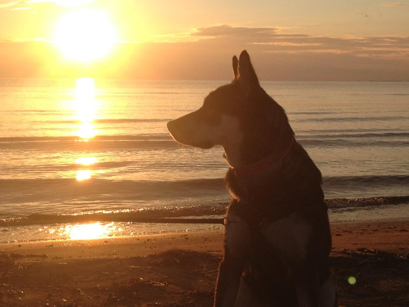 Hunden Elza njuter vid havet i Mellbystrand.