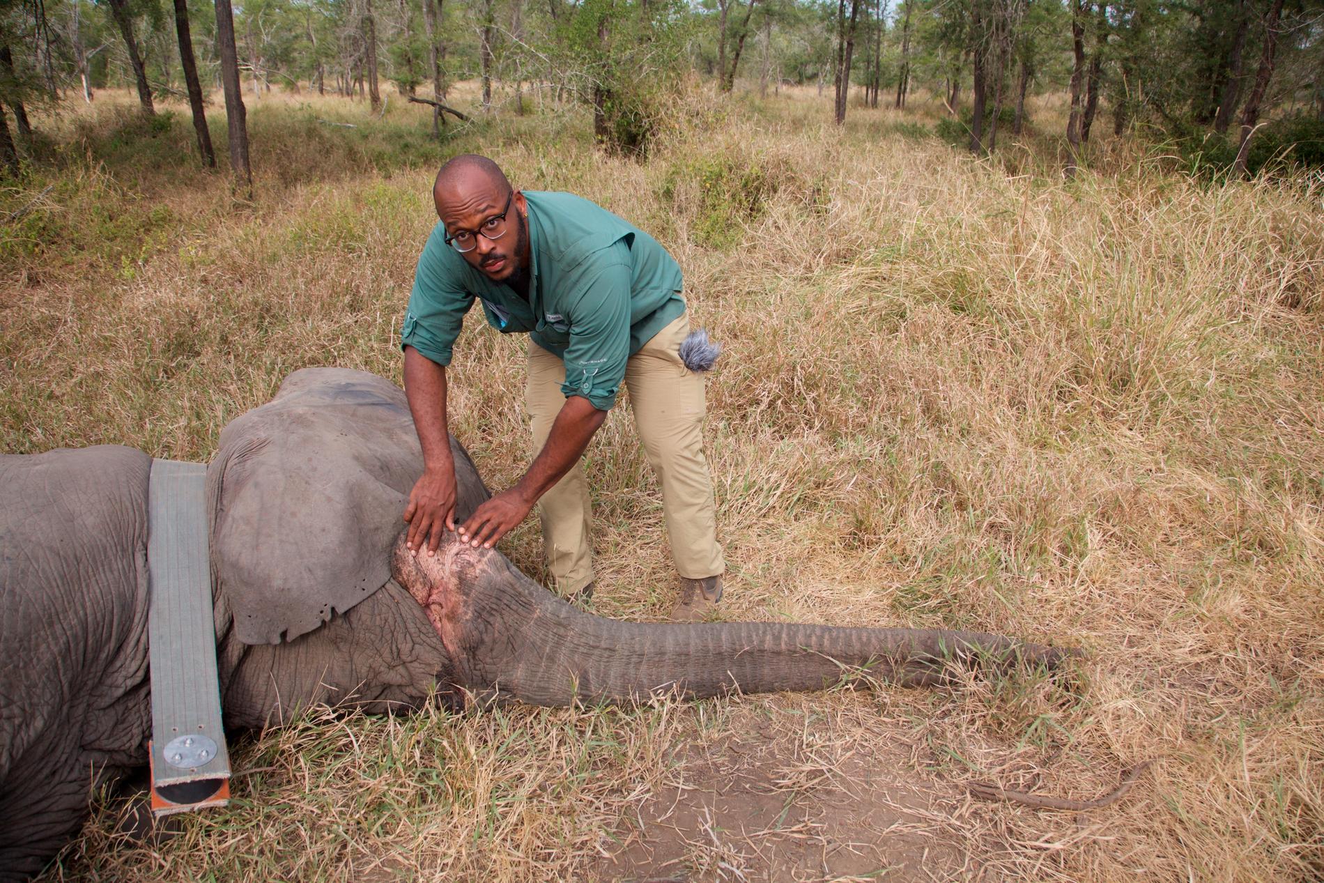 Shane Campbell-Staton undersöker en beteslös elefant som sövts ned för att forskarna ska kunna ta blod- och avföringsprov på henne för dna-analys.