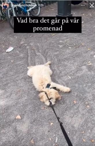 Amanda Schulman publicerade en video med sin hund på Instagram. 