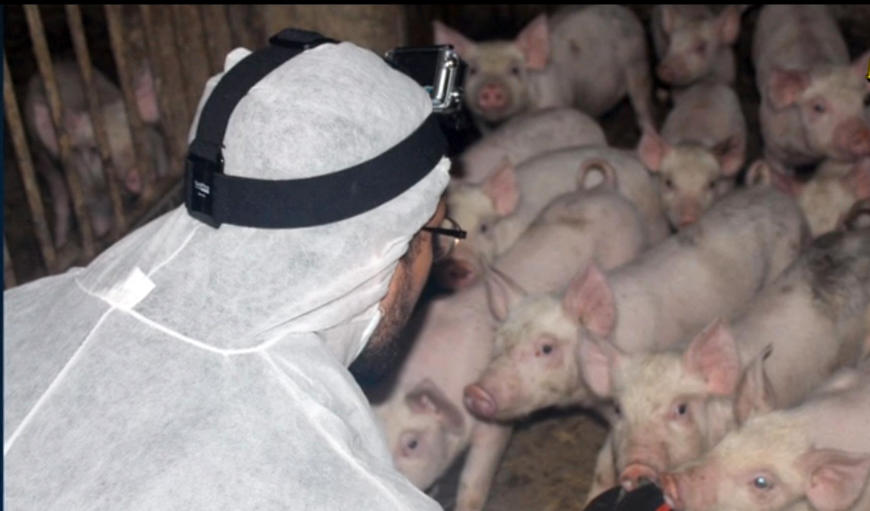 I dag ställs aktivister från Tomma burar inför rätta för att ha stulit två grisar och åtta höns. Debattören är en av dem.