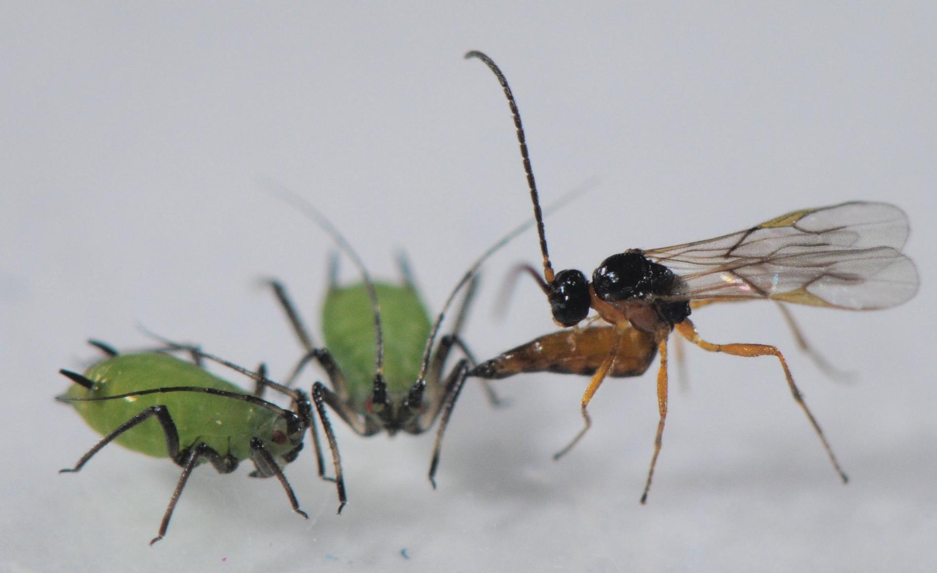 En parasitstekel attackerar och lägger ägg i två bladlöss. Dess larver äter sedan upp bladlössen inifrån medan dessa ännu lever.