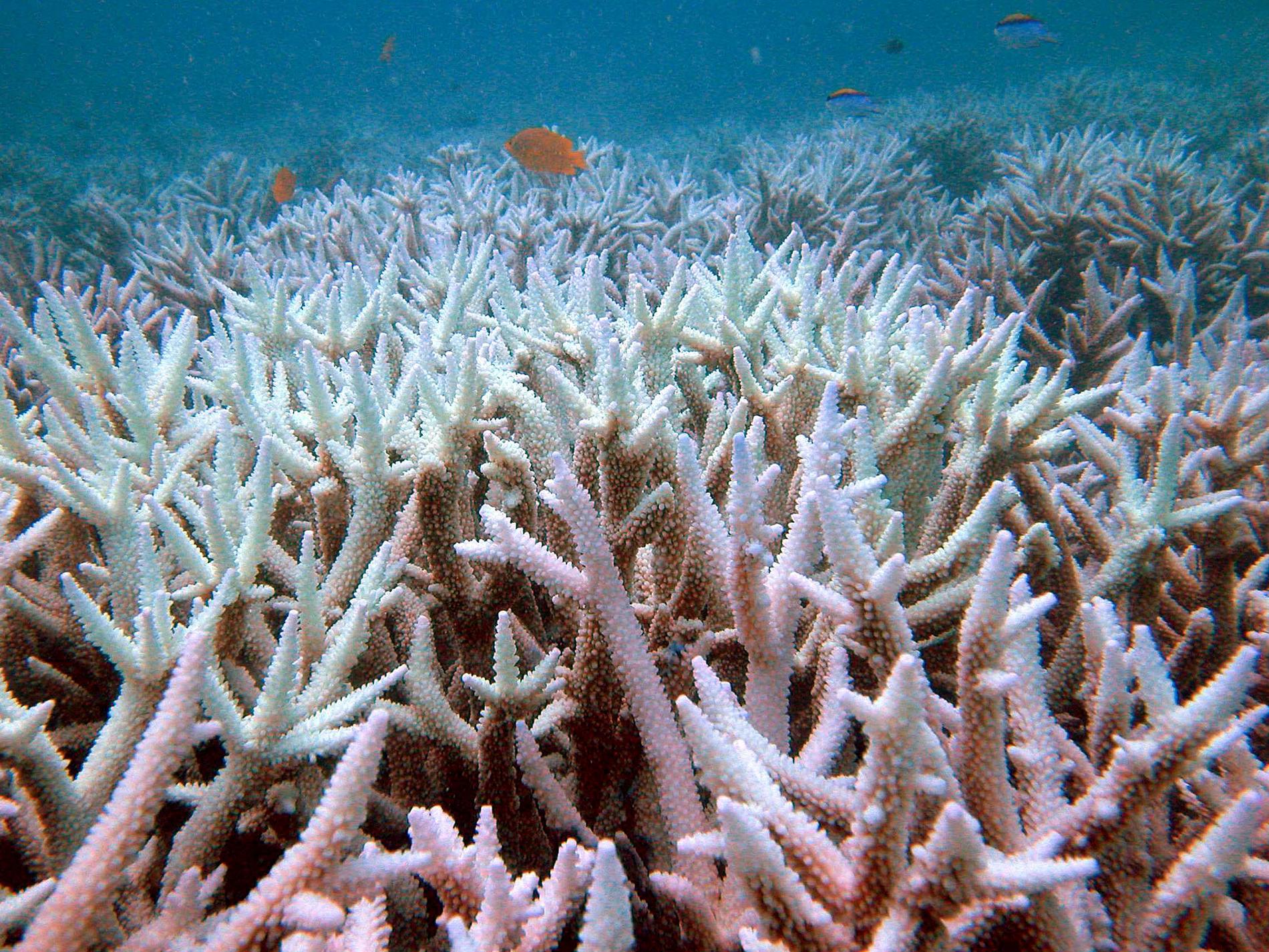 Blekta koraller i Stora barriärrevet.