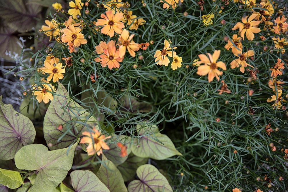 Höstrabatten bygger på bladväxter med enstak färgprakt.