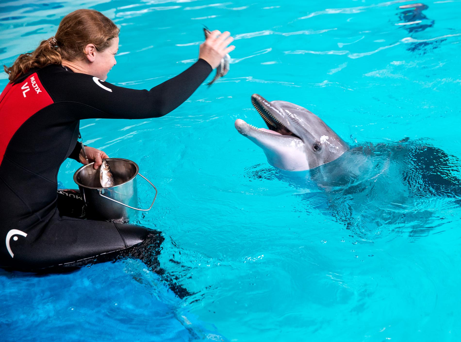 Delfin som undersöks på Kolmårdens djurpark, 2019. Lars Berge undersöker i podden ”Simma med delfiner” bland annat människans ambivalenta band till delfiner.