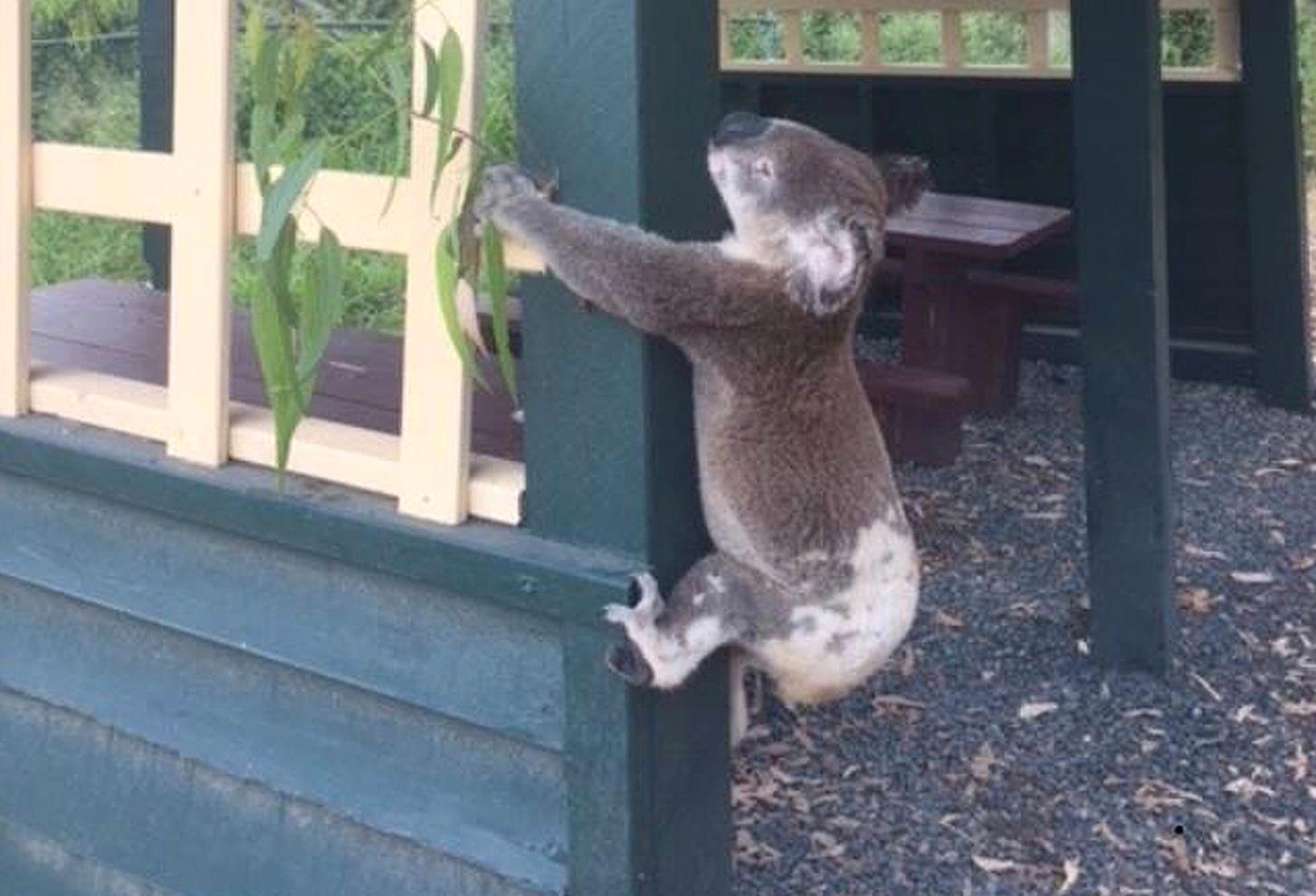 Här är bilden på koalan som spridits över världen.