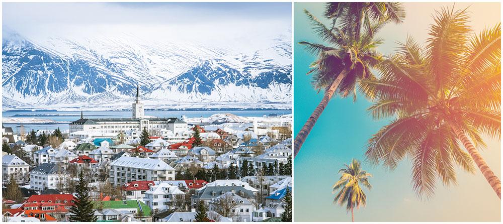 Två palmer ska pryda ett bostadsområde på Island. 