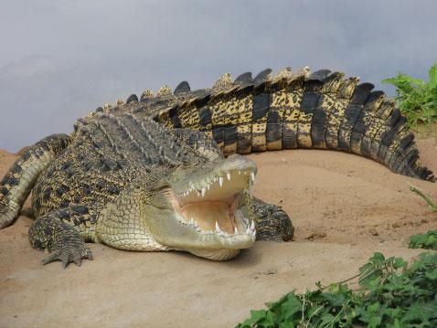 Först när krokodilen blev överkörd av en golfbil återvände den till träsket.