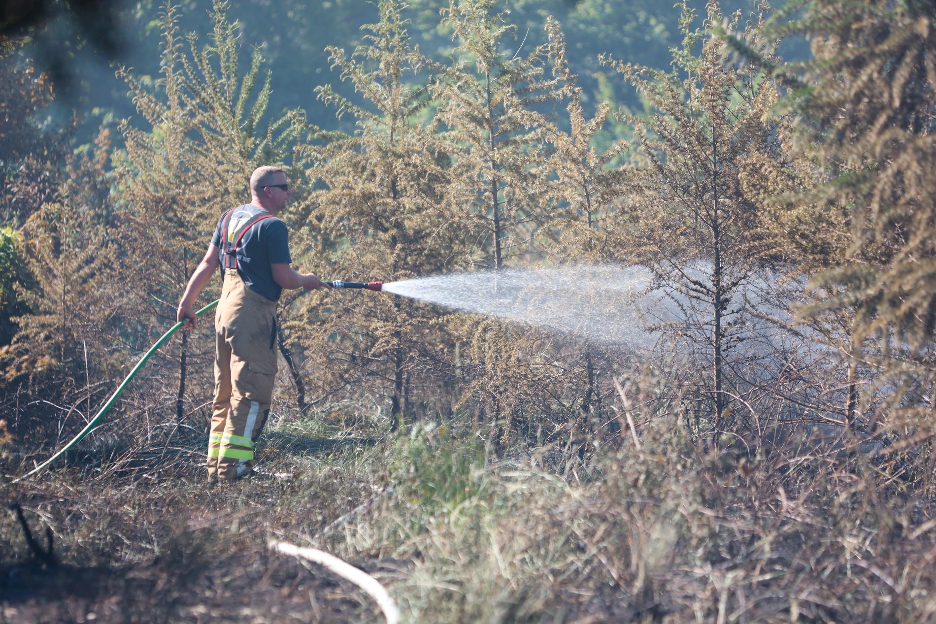 En brandman bekämpar en skogsbrand i Trecktal, Tyskland. 