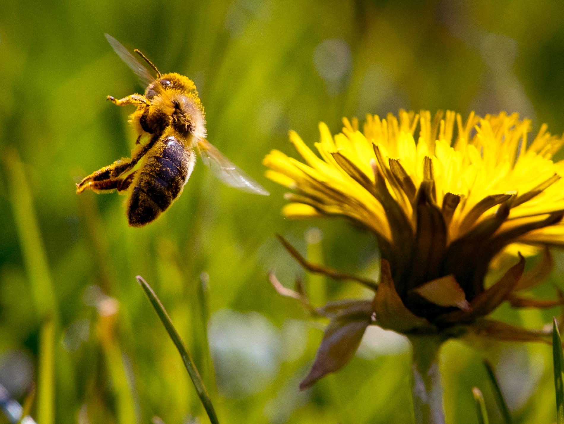 Vilda bin har en viktig funktion med att pollinera blommor, träd och buskar. Nu satsas elva miljoner kronor på att skapa bättre miljöer för hotade humlor och bin. Arkivbild.