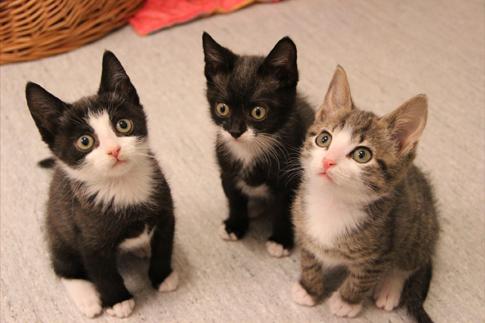Vill ha ny ägare Bergur, Gudmund och Eskil är tre av hundratals katter som söker en ägare.
