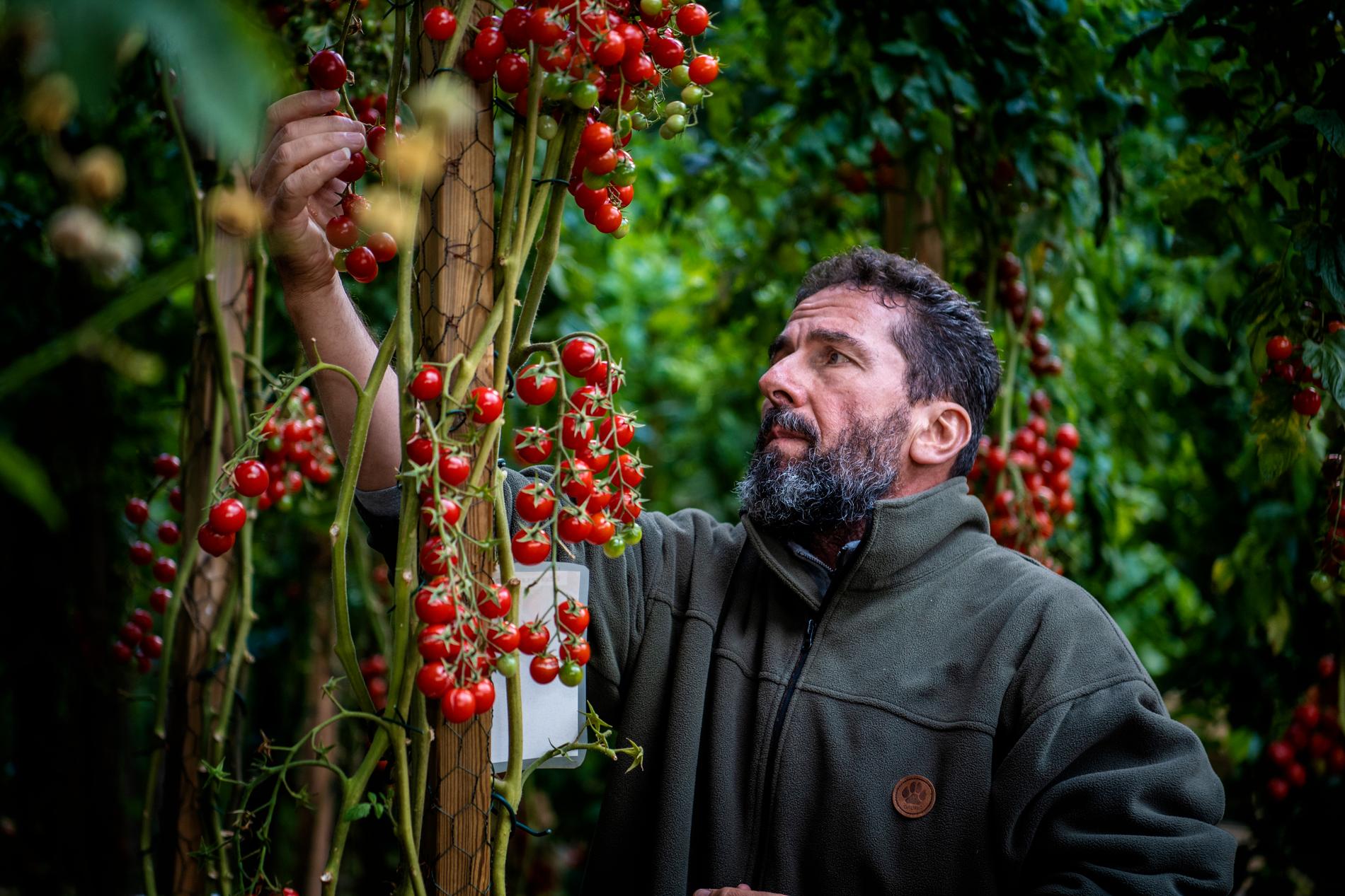Abdullah Almassri skänker bort större delen av alla tomater. 