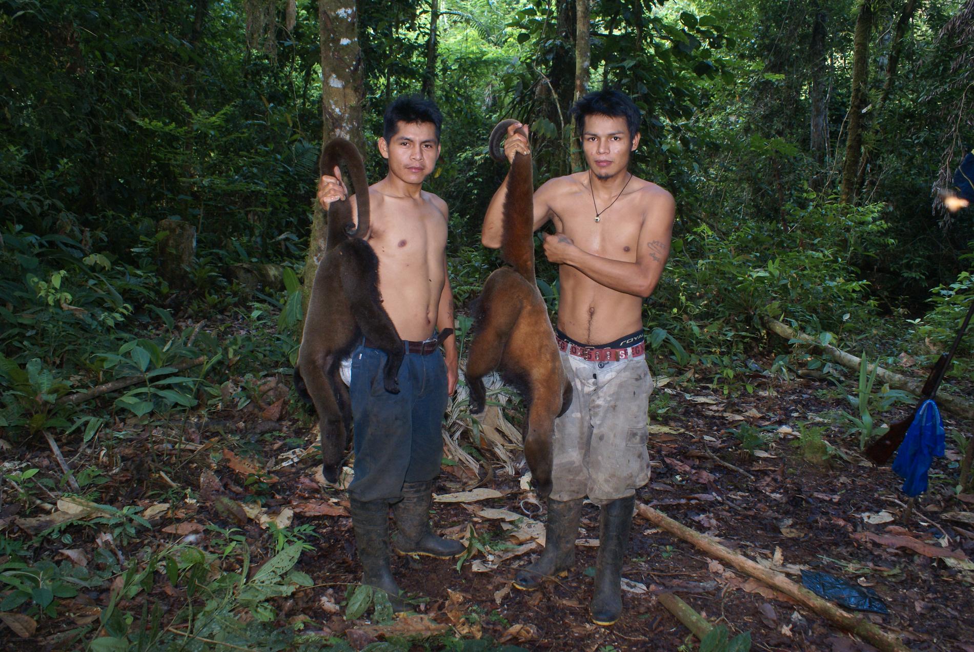 Två ullapor har dödats illegalt i regnskogen i Ecuador i Sydamerika.
