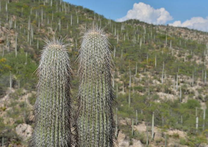 Kaktusar är utrotningshotade i flera delar av världen. 