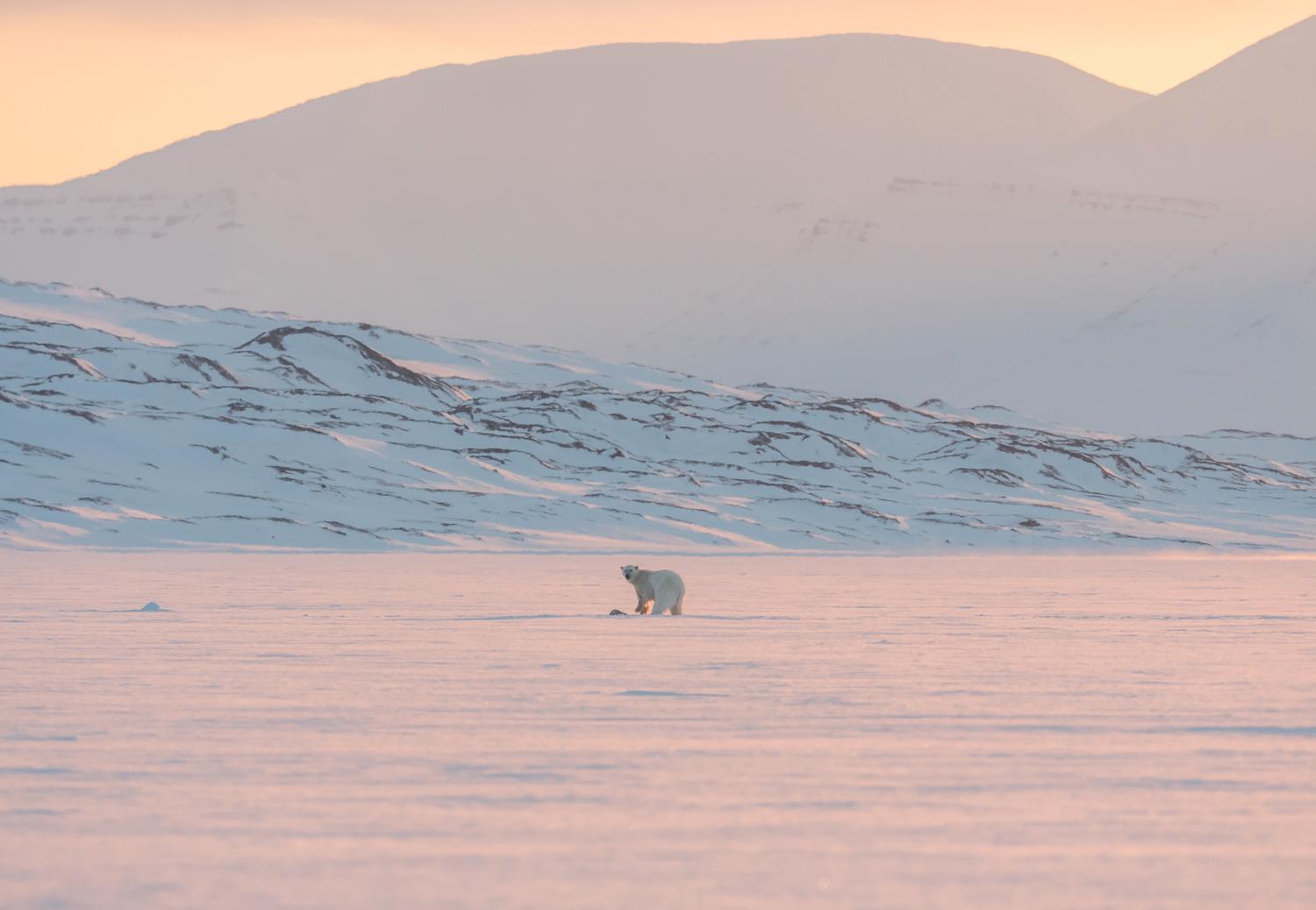 På Nordpolen finns det möjligheter att se isbjörnar. 