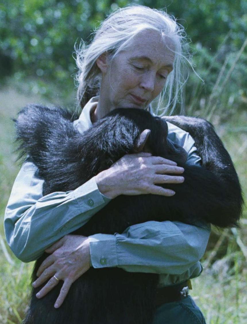 Världskända schimpansexperten Jane Goodall kramandes en schimpans i sitt hem i Kenya. Arkivbild. 