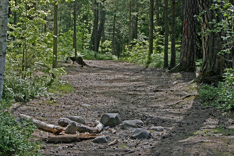 I det här skogspartiet hittades den 16-åriga flickan. Hon avled senare av sina svåra skador.