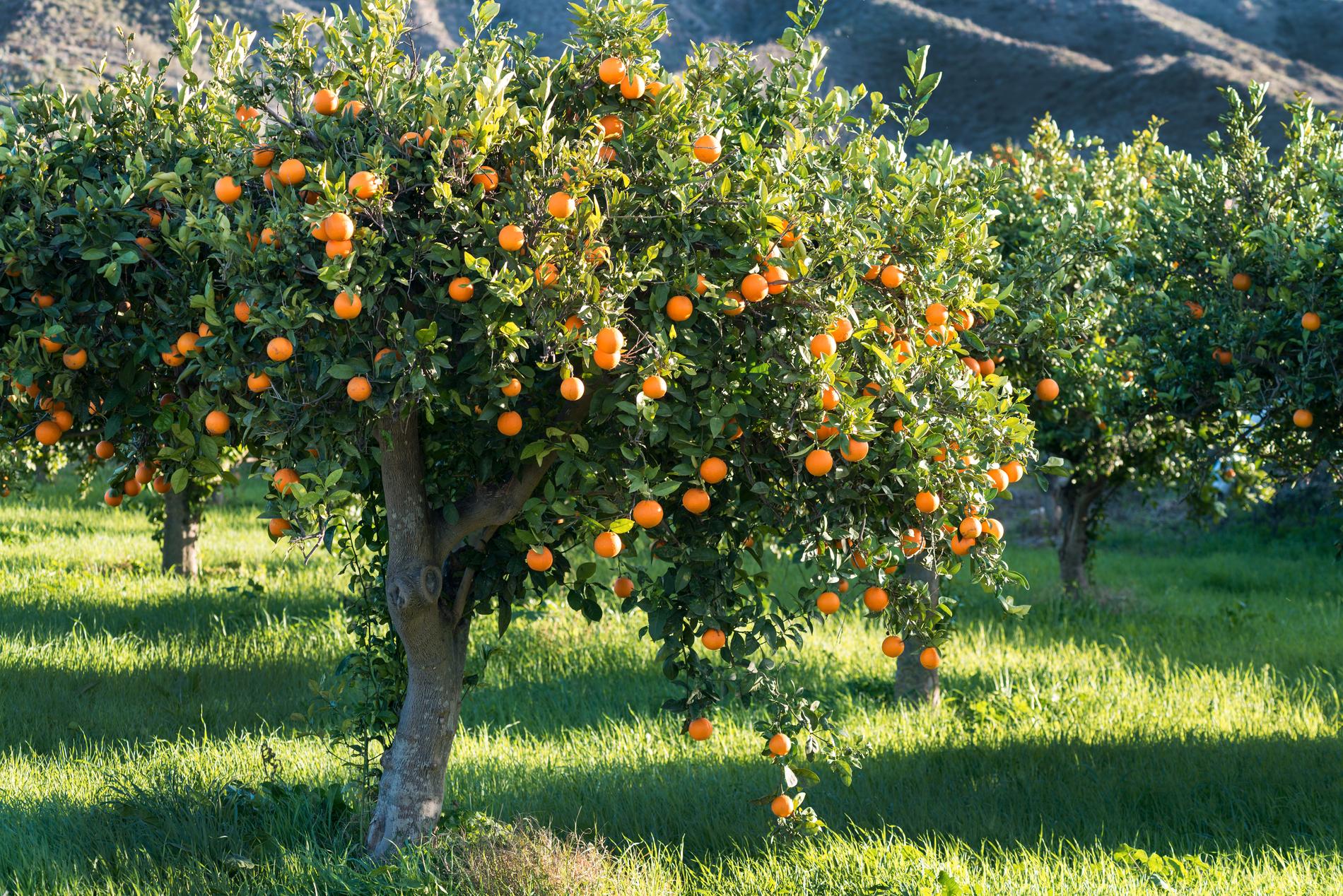 Välmående apelsinträd vid Medelhavet. Arkivbild. 